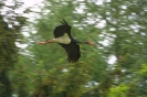 Storchenflug