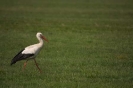 Storchenflug