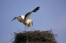 Storchenflug
