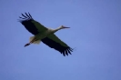 Storchenflug