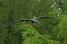 Storchenflug