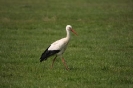 Storchenflug