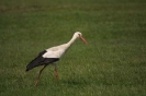 Storchenflug