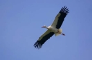 Storchenflug