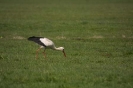 Storchenflug